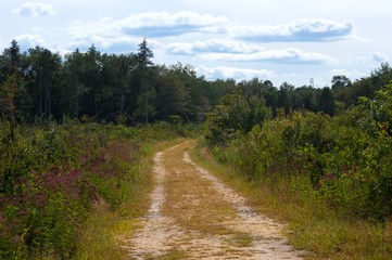 Trail in the woods of the Pine Barrens
