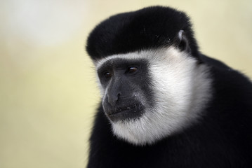 Obraz premium colobe