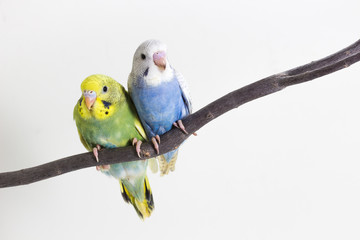 Little Cute Budgerigar, Budgie, Bird