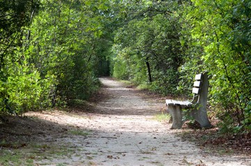 Trail in the woods of the Pine Barrens