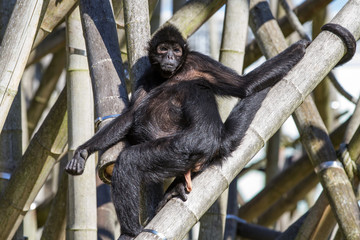 Braunkopfklammeraffe - Ateles fusciceps