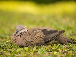 Spotted Dove Bird