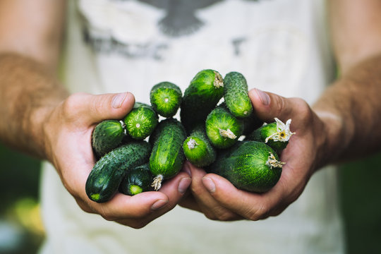 Female farmer holds fresh organic cucumbers in her hands - closeup image.