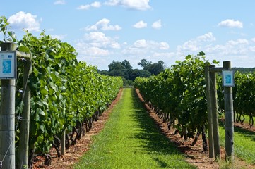 Fototapeta na wymiar Gorgeous walk in a vineyard