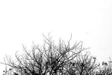 silhouette tree with isolated background