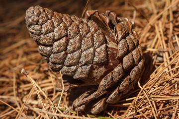 Close up of a pine cone fallen on a carpet of needles
