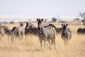 Fototapeta na wymiar Bergzebras im Etoscha Nationalpark in Namibia