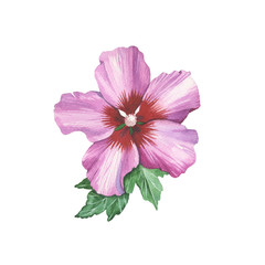 Hibiscus rose flower isolated in watercolor drawing.