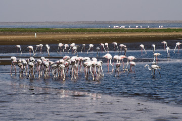Namibia - Flamingos in der Walfischbucht (Walvis Bay)