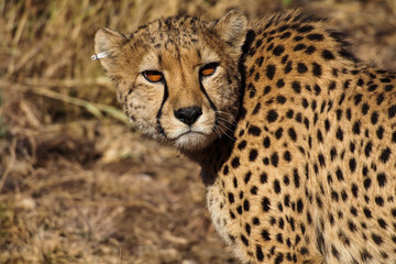 Namibia - Gepard