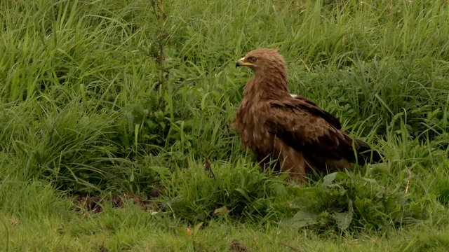 Lesser spotted Eagle on a meadow