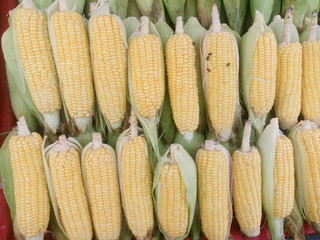 Directly above shot of fresh corns for sale