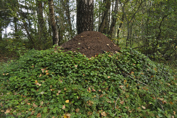 Муравейник в лесу, насекомые, муравьи, природа, лес, животные