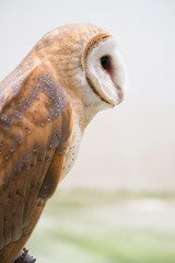 common barn owl
