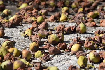 Windfalls pears in autumn