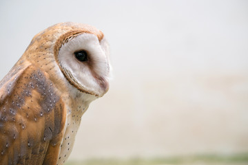 common barn owl