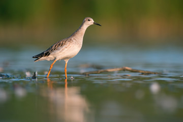 Ruff (Philomachus pugnax)