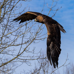 Steinadler - Aquila chrysaetos