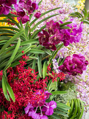 Obraz premium Bouquet of beautiful orchid flower