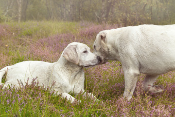 Obraz premium zwei kleine labrador hund welpen schmusen zusammen auf einer wiese voll mit lila blumen