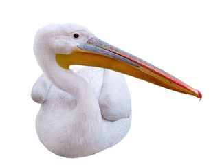  Pelican sitting sideways looks in the picture. Isolated over white background
