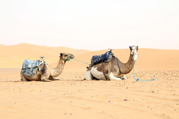 Camelos no Sahara