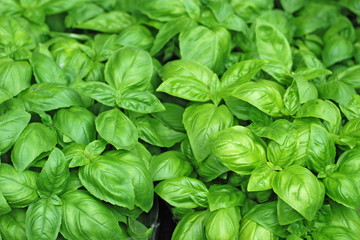 Fresh basil, background