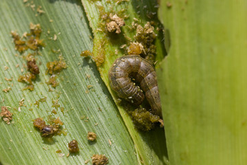 Fall armyworm Spodoptera frugiperda (Smith 1797) on damaged corn leafs with excrement