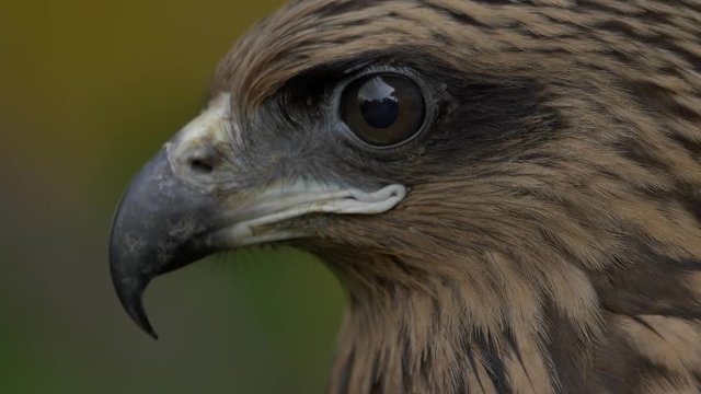 The face of a hawk