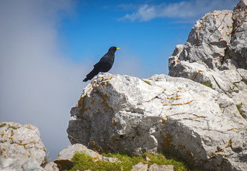 Crow on the peak of Stol mountain, Slovenia