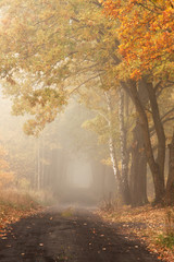 Autumn path among trees
