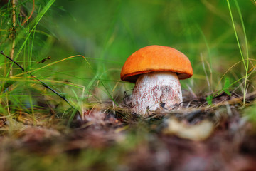 Mushroom leccinum aurantiacum
