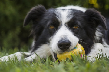 portrait of a border collie dog while playing with a ball