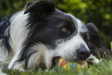 portrait of a border collie dog while playing with a ball