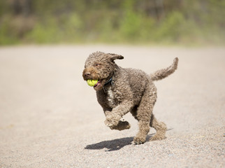 A brown dog is running with a tennis ball in it's mouth. The dog breed is lagotto romagnolo