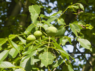 Fototapeta premium Green unripe walnuts on tree with leaves close-up, selective focus, shallow DOF