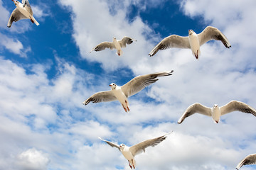 Möwen fliegen am Himmel