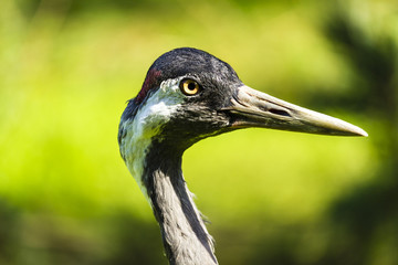Beautifull eurasian crane , side portrait 