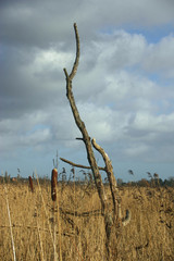 Dead tree in reedbed