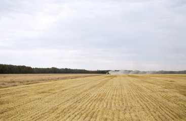 Obraz premium A combine harvesting a crop of wheat surrounded by forest of trees under cloudy rural landscape