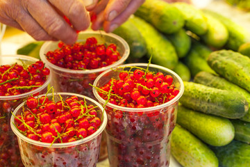 Red currants at the fair in Uglich, Russia