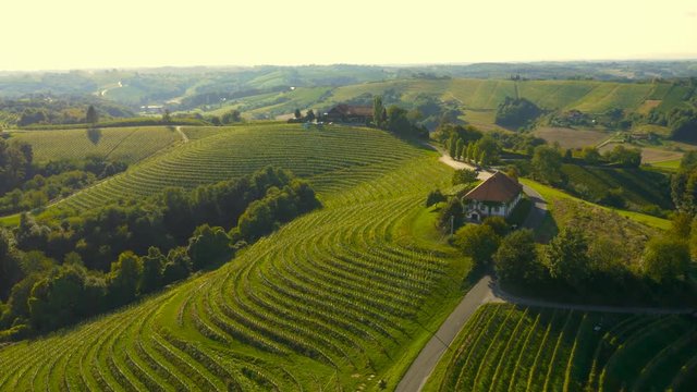 Aerial rear view along vineyard lines on the hills

