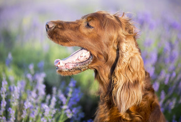 Drooling Irish Setter dog panting in a hot Summer