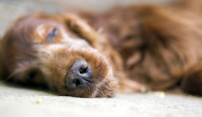 Nose of sleeping Irish Setter dog