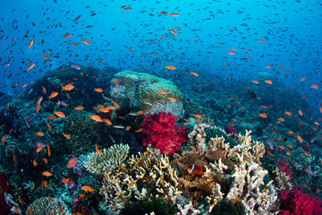 Fototapeta na wymiar Biodiverse Coral Reef