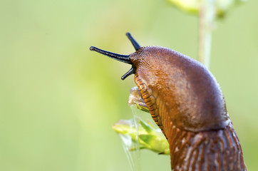 Closeup photo of a slug as eating plant