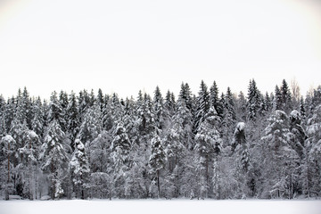 Wintry forest. Trees covered with snow on a cloudy day.  The view seems like a black and white.