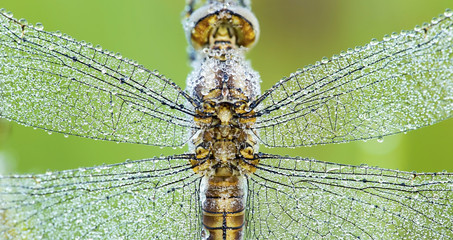 Website banner of dragonfly wings with water drops