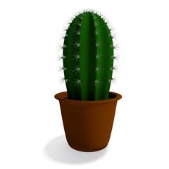 Cactus in pot
