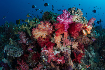 Fototapeta na wymiar Vibrant Soft Corals on Tropical Reef